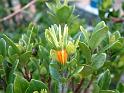 Gardenia seed pod 